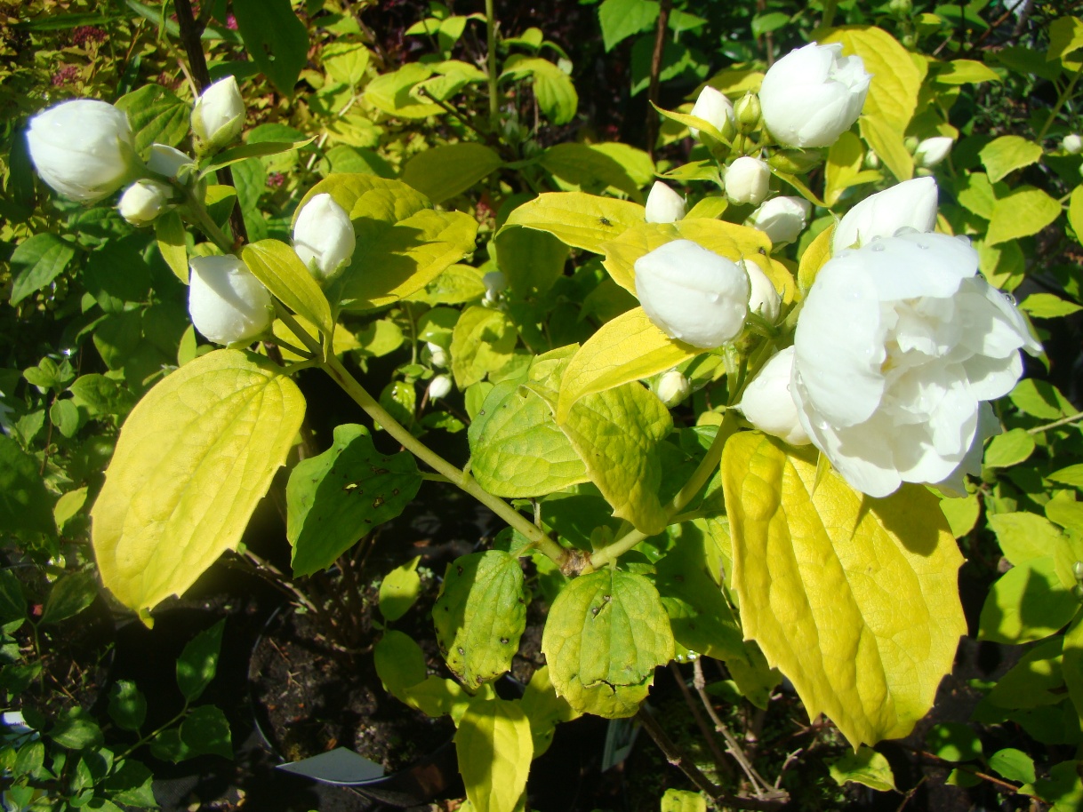 Philadelphus "Yellow Hill"